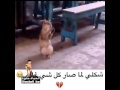 سنور يغني تمباكي هههههه