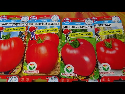 Какие томаты я буду сеять в 2024 году? Показываю сибирские новинки томатов.