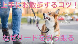 【世界のワンちゃん】犬がリードを引っ張るのはなぜ？