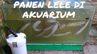 Panen Lele di Akuarium