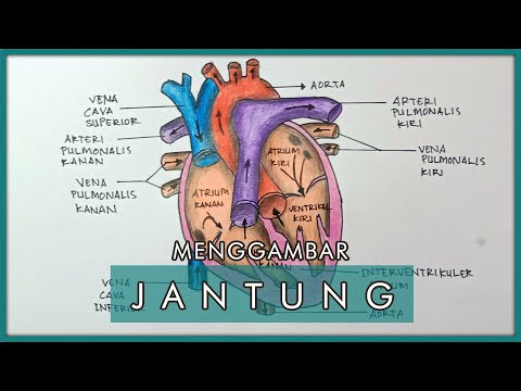 Video: Gambar Jantung, Diagram & Anatomi - Peta Tubuh