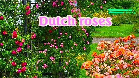 Dutch Rose Garden. Rosarium Boskoop. Plants and Flowers of 2,600 rose bushes of 160 varieties