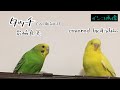 【Cover】タッチ/岩崎良美【アニメ★タッチ主題歌】インコ画像で歌ってみた♪   covered by すぅみん
