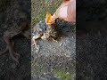 NGELOLOH ANAKAN BURUNG KEDASIH SATU EKOR PAKAI PAKAN JANGKRIK #SHORTS