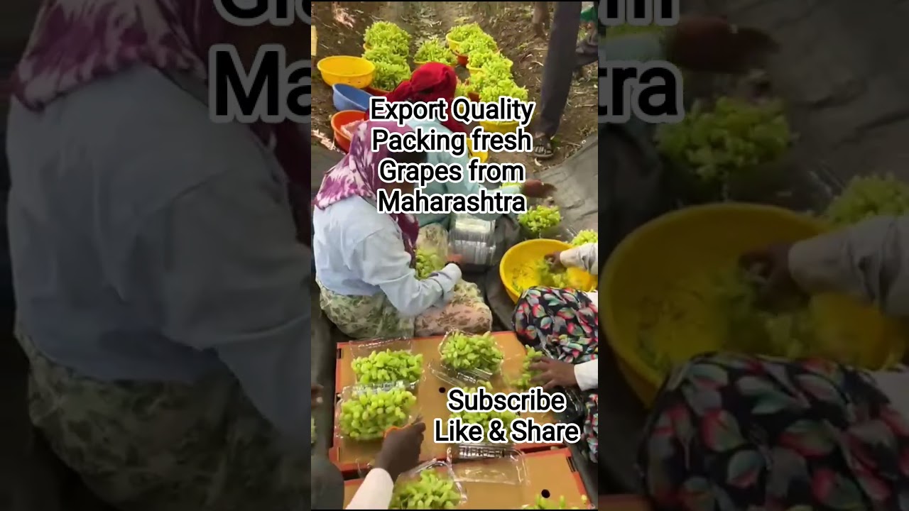 How to Export  packing Grapes 