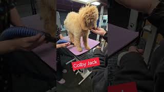 Grooming Day -Abilities Puppy Jump Start Program