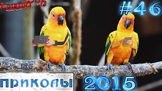 Отборные приколы (#46) 15.02.2015 / Funny Best Jokes