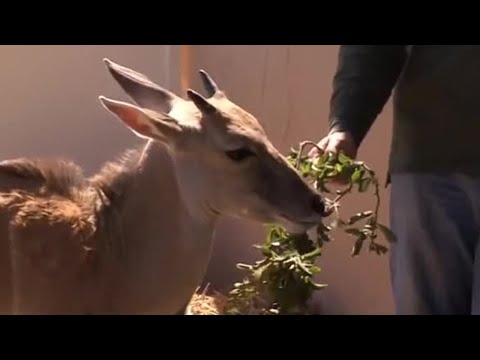 Nursing Skew the Eland Calf Back to Health | Vet Safari | BBC Earth