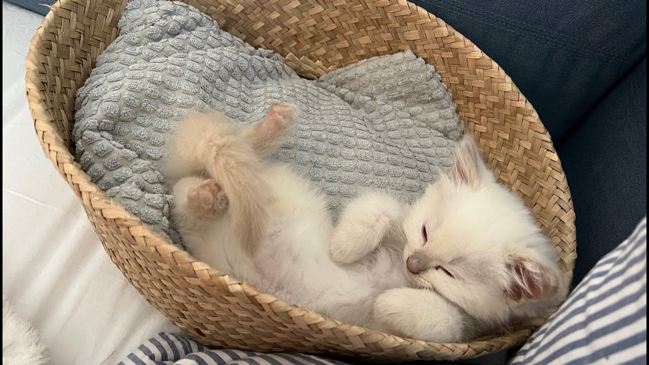 [cat video 2] pixel naps the day away