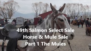 49th Annual Salmon Select Sale Horse Mule Sale part 1 the Mules