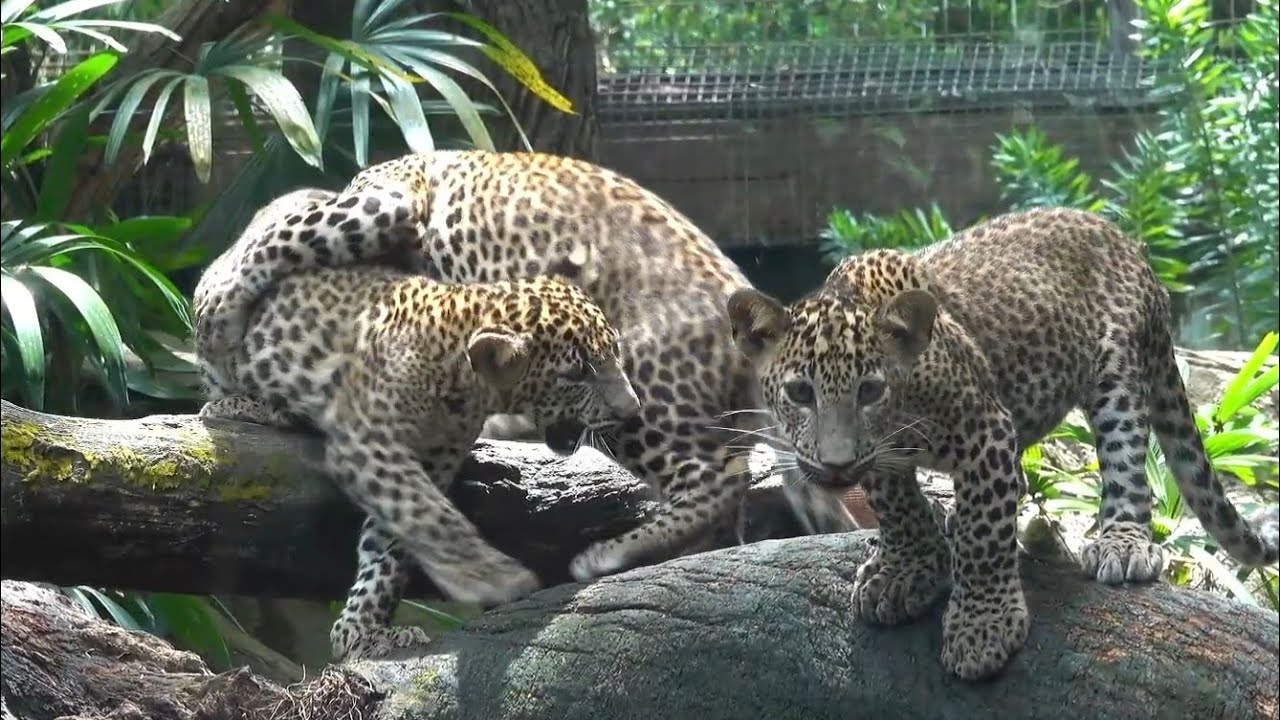 『 Green Leopard fam 』by Zuberi 60*60cm Adorable LEOPARD CUBS triplets @Singapore Zoo - YouTube