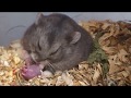 Hamster Giving Birth
