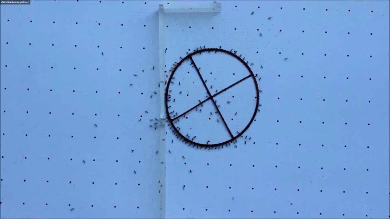 Cooperative transport hitting an obstacle