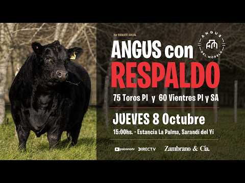 08-10-26 ANGUS CON RESPALDO