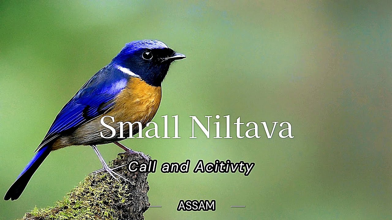 Small Niltava Female beutifull and cuty pie - call and acitivty @ Kajiranga National Park