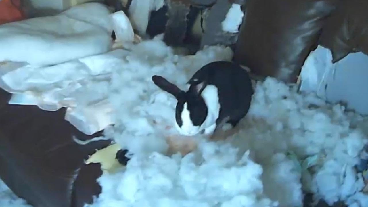Destructive Pet Bunny Destroys Owner's Sofa - YouTube