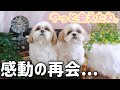 【感動】シーズー犬が本当の兄妹と6年ぶりに再会！家族で過ごす時間が幸せすぎた / Shih Tzu reunited with his sister.