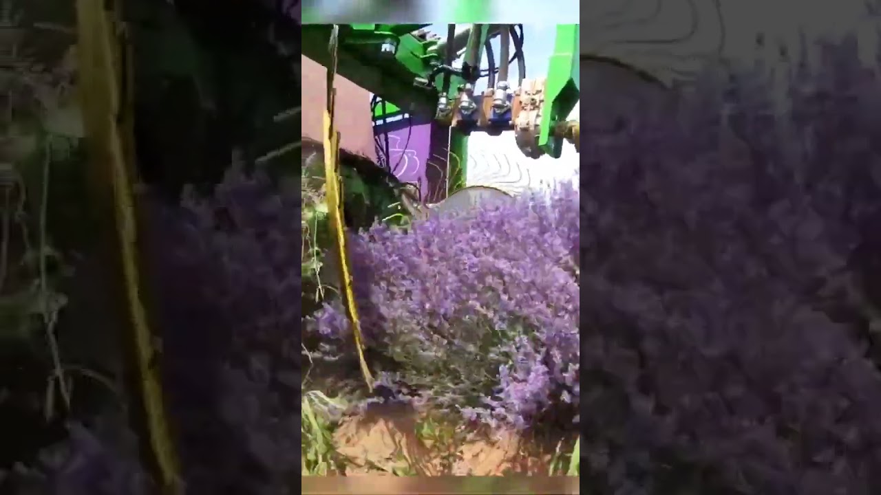 Efficient Lavender Flower Cutting by Machine: Modern Farming at Its Best 🌿🌸 