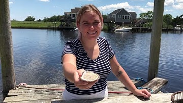 Maxwell Shellfish: How to Shuck Clams & Oysters