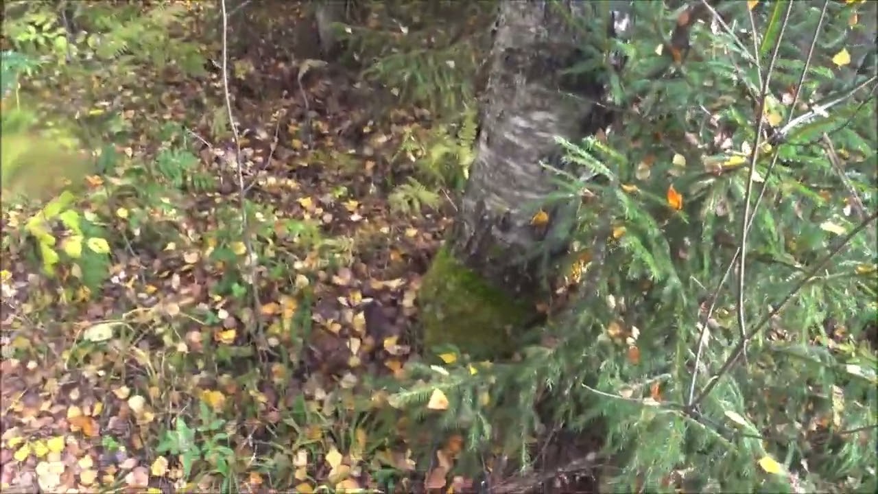 Рекорд по подъёму (3,5 часа). Седьмой в этом сезоне. Выезд 10.10.2025г.