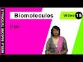 Biomolecules - DNA