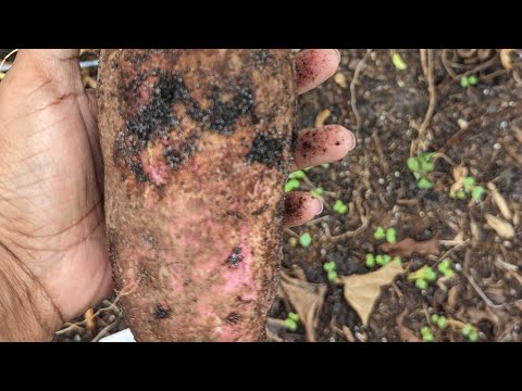 The ultimate plant once, eat forever - survival food - Sweet potatoes