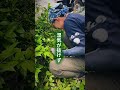 剪定で毛虫が減った？実はそれ、庭の“巡り”が戻ったサインかもしれません。🌱 木が元気になると、虫は暴れない🌱 草と土がつながると、命が巡り出す🌱 風と光が通れば、庭が呼吸しはじめる