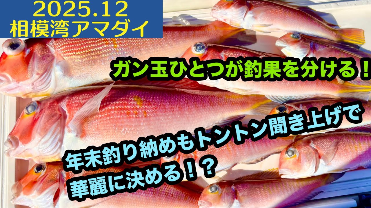 【2025.12】相模湾アマダイ！年末釣り納めもトントン聞き上げ安定！