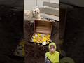 kucing menemukan harta karun