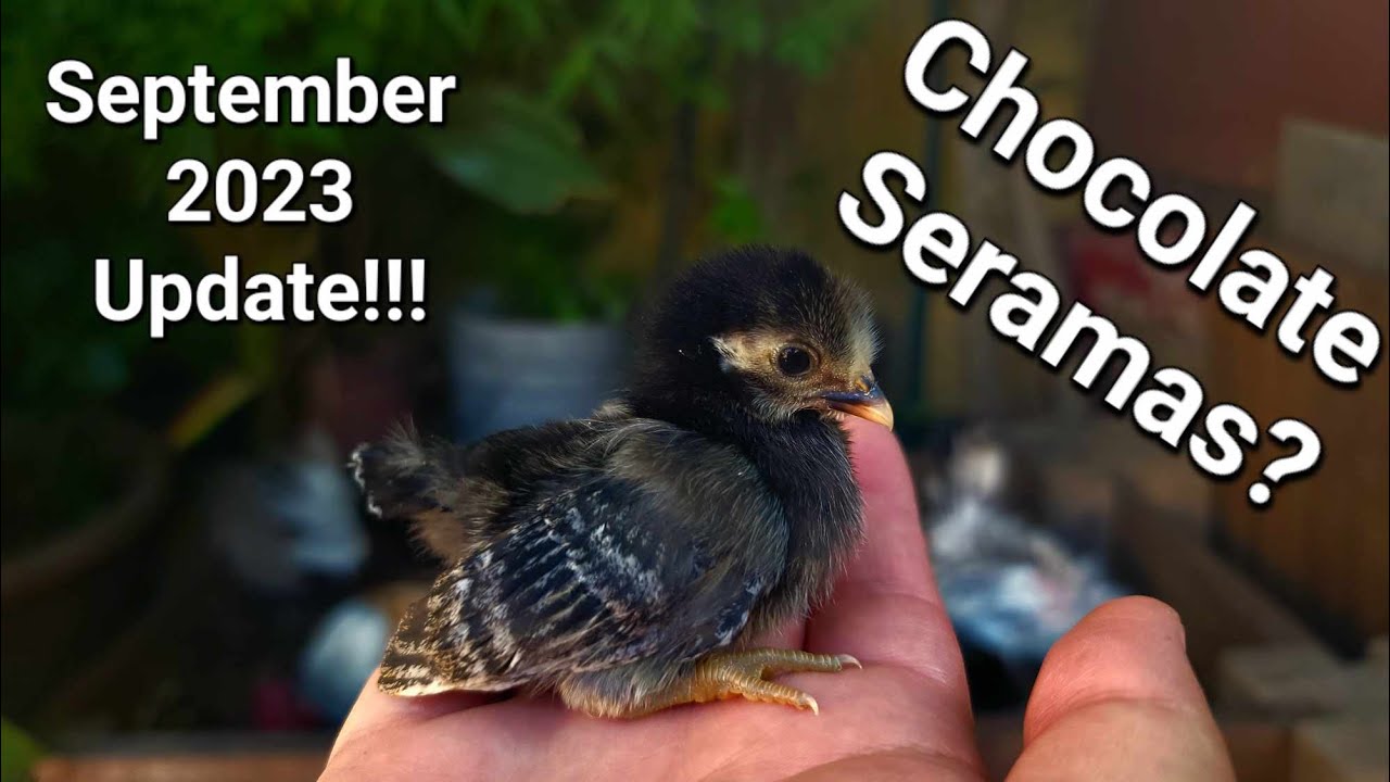 Serama Update: September 2023 | My Seramas | Tiny Chickens | Miniature Chickens