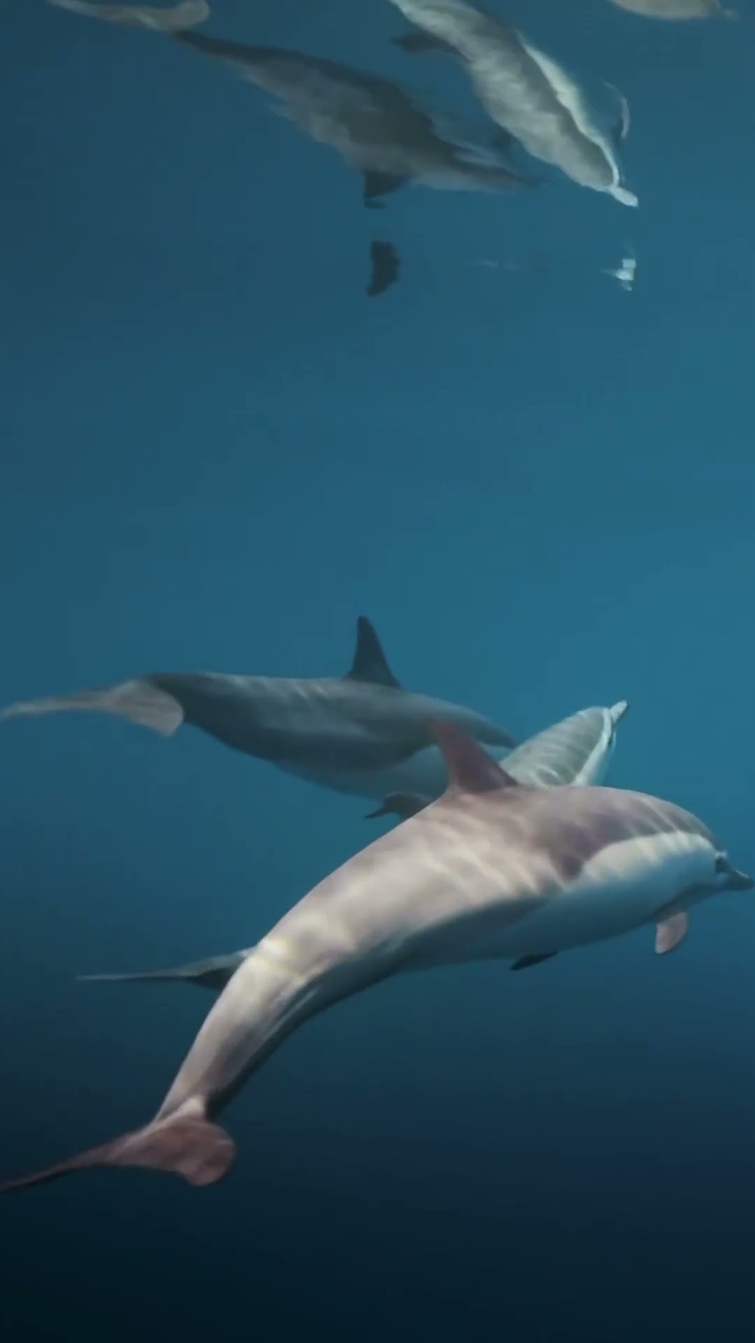 Dolphins are social animals, who live in groups called pods and communicate using sounds ? #Shorts