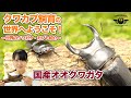 国産オオクワガタ　世界のクワガタ・カブト紹介