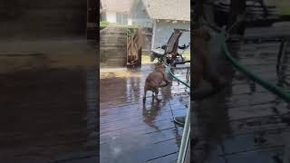 Puppy vs. Water Hose