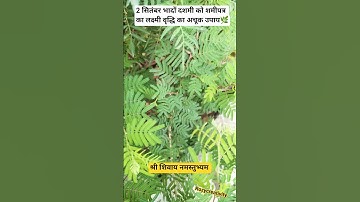 2 सितंबर भादों दशमी को शमीपत्र का लक्ष्मी वृद्धि का अचूक उपाय #pradeepmishra #shiv #laxmi #shorts