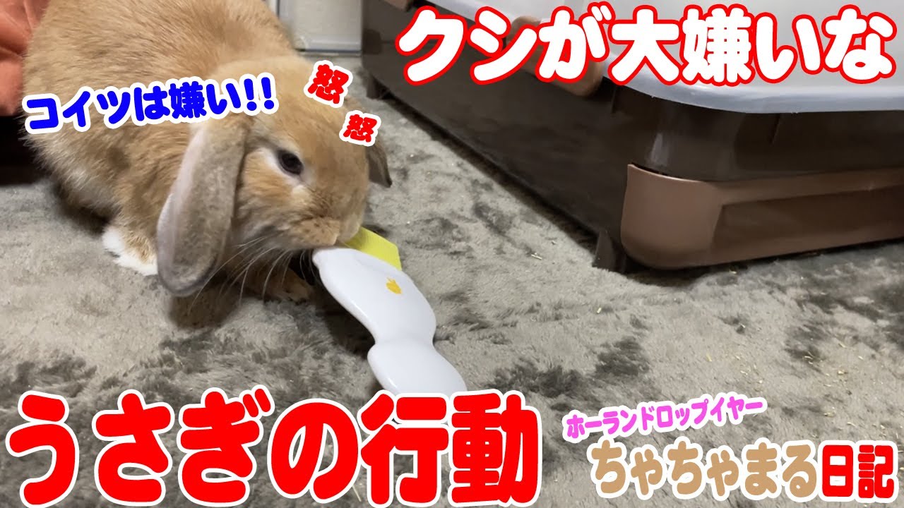 最終値下げ ３６２番 イラン産 笑顔のウサギちゃん ギャッベ 激安特価 Westjordandentistutah Com