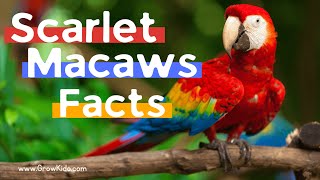 11 (New) Scarlet Macaw Facts You Didn't Know [Must Check #3]