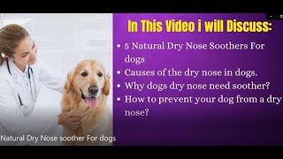 5 Natural Dry Nose soother For dogs by Serve Dogs 366 views 2 years ago 5 minutes, 57 seconds