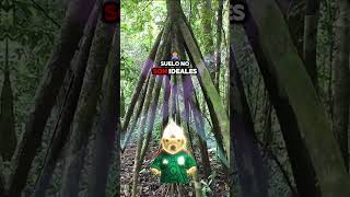 El gran MISTERIO de la Naturaleza El perturbador ÁRBOL QUE CAMINA 🌲👣🚨 #shorts