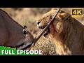 Brutal Survival: When Predators Reach Their Limits (FULL EPISODE) | Nature Animal Documentary