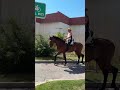 Caballo en venta - Se vende caballo p.r.e  - equirodi.es