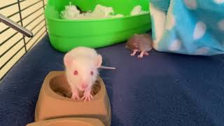 Baby Rats Ozzy, Agnus & Mabel
