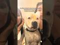 Quand les animaux nous choquent 😲 #shorts #videosanimaux