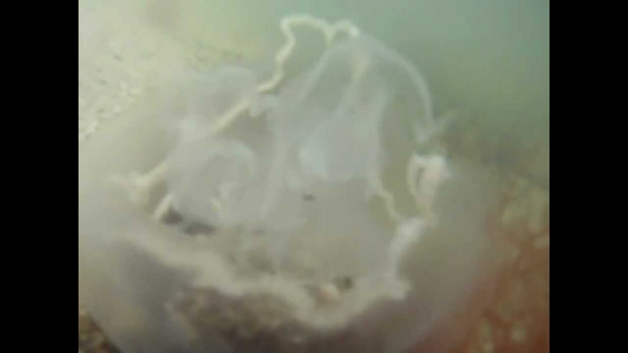 Jellyfish eating crab in the Banana River in Florida; Gopro camera