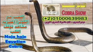 اللعب مع الكوبرا المصريه مشاهد توقف القلب  ( Naja haje) Egyptian Cobra