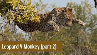 Leopard Shakes Monkey from Tree (part 2)