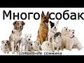 Много собак - толкование сонника