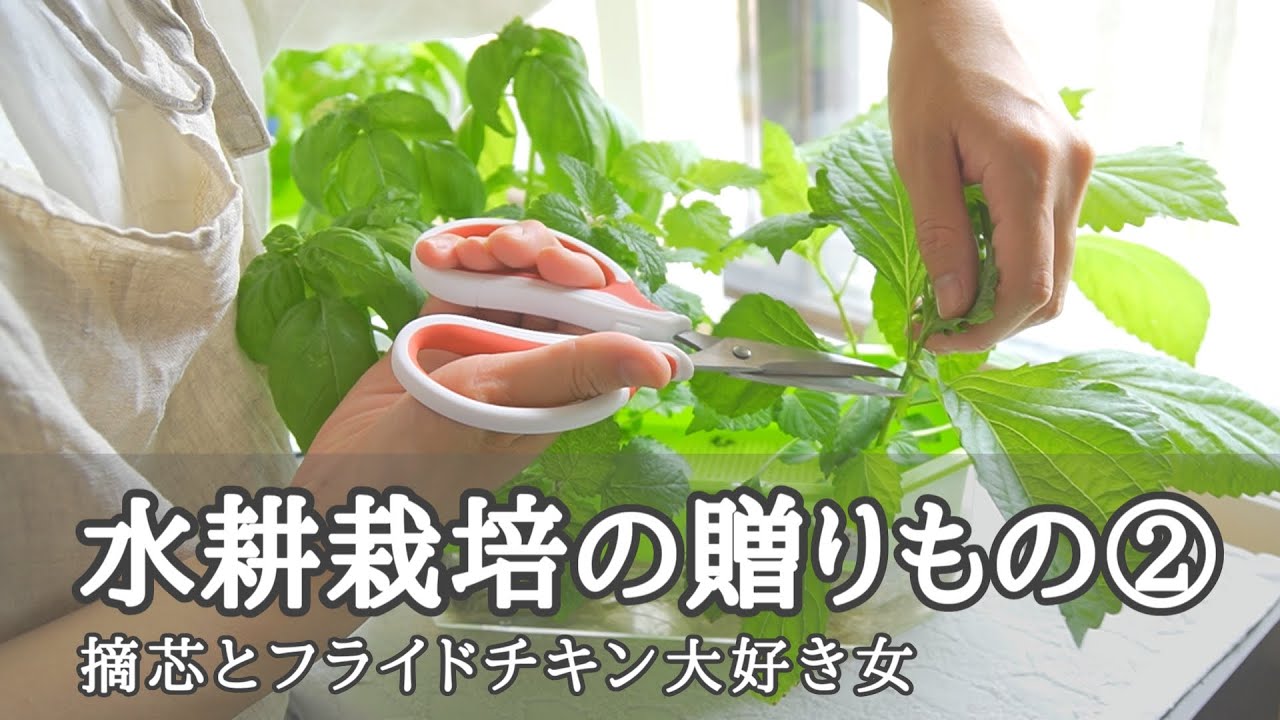 水耕栽培の贈り物 大葉 バジル レモンバーム カモミール ベランダガーデニング Youtube