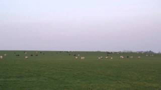 Grazing sheep on winter wheat