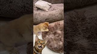 My Cat Judges the Giant Mattress Video 🤣#shorts