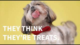Premium Dog Wellness Made Simple PureJoy Pets